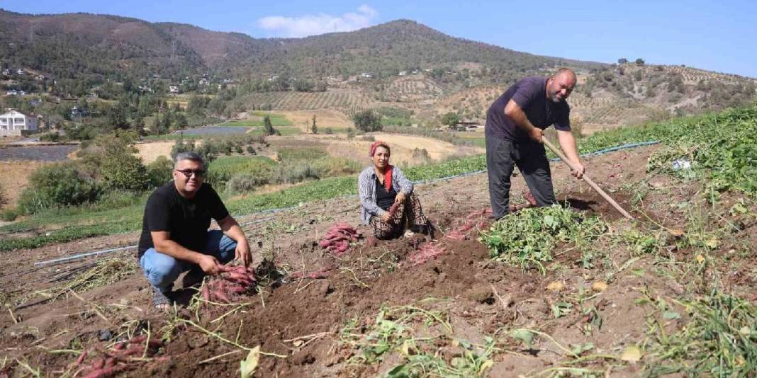 Boşuna isminin başında ‘tatlı’ yer almıyor! Hatay’da hasat zamanı: Mucize besin sofralara geliyor 3